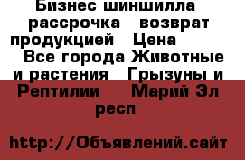 Бизнес шиншилла, рассрочка - возврат продукцией › Цена ­ 4 500 - Все города Животные и растения » Грызуны и Рептилии   . Марий Эл респ.